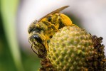 Divoká včela sbírající pyl a nektar na hvězdnicovité rostlině Foto: A. Wild 