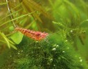 Sladkovodní krevetka Neocaridina denticulata v malém akváriu. Foto K. Sezemská