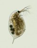 Perloočka hrotnatka (Daphnia sp.). Foto K. Sezemská