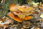 Hlíva olivová (Omphalotus olearius). Foto R. Dvořák