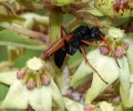 Hrabalky rodu Hemipepsis opylují nevýrazně zbarvený květ jihoafrické toješťovité rostliny Pachycarpus asperifolius (Apocynaceae). Foto S. D. Johnson