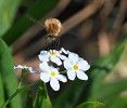 Chlupaté dlouhososky (Bombylius) svým dlouhým sosákem sají nektar z úzkých korunních trubek pomněnek (Myosotis). Foto M. Honzírková