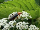 Páteříček modravý (Cantharis livida) je jedním z mnoha opylovačů miříkovitých (Apiaceae). Foto M. Honzírková