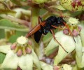 Hrabalky rodu Hemipepsis opylují nevýrazně zbarvený květ jihoafrické toješťovité rostliny Pachycarpus asperifolius (Apocynaceae). Foto S. D. Johnson