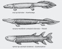 Přechod obratlovců z vody na souš provázely mnohé přestavby tělního  plánu. Rekonstrukce vzhledu vývojových typů od rybovitých obratlovců  k čtyřnožcům. Originál M. Chumchalová, upraveno podle různých zdrojů