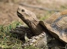 Želvy byly podle stavby lebky  považovány za anapsidní linii, tvoří však skupinu diapsidních plazů.  Želva ostruhatá (Geochelone sulcata). Foto J. Ševčík