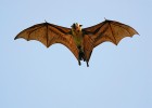 Mezi čtyřnožci najdeme i druhy  přizpůsobené aktivnímu letu. Kaloň indický (Pteropus giganteus). Foto J. Ševčík