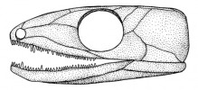 Srovnání typů lebek nejstarších blanatých čtyřnožců – anapsidní lebka bez spánkových jam (Hylonomus). Originál M. Chumchalová, upraveno podle různých zdrojů