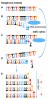 Sangerova metoda. Templátová DNA (A); DNA polymeráza přidává nukleotidy k rostoucímu řetězci DNA podle  předlohy – templátu (B). Přidáním  dideoxynukleotidu, který je označen  fluorescenční značkou, dojde k zastavení syntézy nového řetězce DNA (C).  Zahřátím se dva řetězce DNA oddělí (D) a proces syntézy nového řetězce  polymerázou se může opakovat. Výsledné molekuly se seřadí podle velikosti  a podle fluorescenčního značení se  odvodí výsledná sekvence (E). Orig. M. Kolísko, některé části obrázku upraveny podle: J. M. Heather a B. Chain (2016)