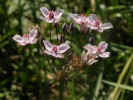 Na mokřadních biotopech se vzácně setkáme se šmelem okoličnatým (Butomus umbellatus). Foto R. Prausová