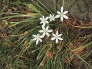 Snědek Kochův (Ornithogalum kochii) se velmi roztroušeně vyskytuje na aluviálních loukách v celém popisovaném údolním úseku, naposledy nalézán v rozšířené nivě u Bezpráví. Foto P. Kovář