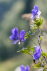 Oměj pestrý (Aconitum variegatum) je uváděn z rezervace Hemže mezi Chocní a Brandýsem nad Orlicí. Foto Š. Koval