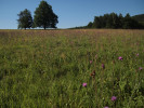 Pcháčová louka s pcháčem šedým (Cirsium canum), který má nachové až růžově nachové úbory. Hůrka u Libchav. Foto P. Kovář