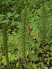 Ještě jarní (uprostřed) a už i letní lodyhy přesličky největší (Equisetum telmateia). Foto P. Kovář