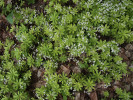 Svízel vonný (Galium odoratum) spoluvytváří bylinné patro hlavně bučin. Foto P. Kovář