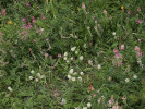 Společenstvo teplomilných mezí – vičenec ligrus (Onobrychis viciifolia) a jetel horský (Trifolium montanum). Foto P. Kovář