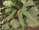 Kapradina laločnatá (Polystichum aculeatum) v Sudislavských maštalích. Foto P. Kovář