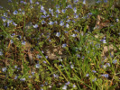 Rozrazil nitkovitý (Veronica filiformis) u elektrárny Korábka, roznesený v nivě povodní v r. 1997. Foto P. Kovář