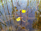 Bublinatka jižní (Utricularia australis) osídluje nově vybudované tůně a roste roztroušeně i v čistších rybnících. Foto T. Kučera