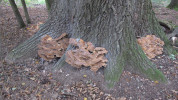 Vějířovec obrovský (Meripilus giganteus) napadá mohutné staré duby na hrázích rybníků, zde v doubravě u Branné. Foto T. Kučera