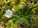 Významným glaciálním reliktem Krkonoš je ostružiník moruška (Rubus chamaemorus). Moruška je dvoudomý druh, na fotografii samčí jedinec. Foto T. Urfus