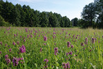 Díky pravidelné seči na loukách navazujících na Orlici dominují byliny jako např. bukvice lékařská (Betonica officinalis). Foto R. Prausová