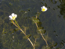 Lakušník okrouhlý (Ranunculus  circinatus) kvete v květnu až srpnu. Foto R. Prausová