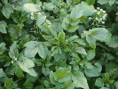 Potočnice lékařská (Nasturtium  officinale), u nás silně ohrožený druh. Foto R. Prausová