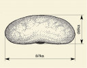 Měření délky a šířky u semen, kde nejdelší rozměr je ve skutečnosti šířka. Orig. J. Moravec, upraveno
