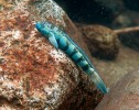 Hlaváč Sycidium sp. (Gobiidae). Hlavačky, hlaváči a parmovci patří do společné skupiny Gobiaria. Foto Z. Musilová 
