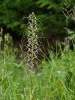 Vzácně se vyskytující orchidej jazýček jadranský (Himantoglossum adriaticum) na území České republiky. Jeho novou lokalitu zaznamenal jeden z členů facebookové skupiny Určování rostlin. Foto V. Šedivý