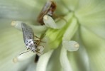 Skvrničník rodu Tegeticula aktivně přenáší pyl na bliznu juky (Yucca sp.) pomocí prodloužených makadel (palpů). Foto R. A. Klips