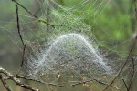 Prostorová spleť vláken s nahoru vyboulenou plachetkou je charakteristická pro plachetnatku kupolovitou  (Neriene radiata). Foto A. Coluber