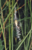 Kruhová síť křižáka pruhovaného (Argiope bruennichi) se stabilimentem – klikatým pruhem vláken vedoucích  svisle středem sítě. Foto A. Kůrka