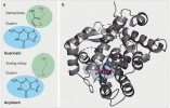 Srovnání struktury guanosinu –  jednoho ze čtyř základních stavebních kamenů DNA a virostatika acykloviru (a).  Acyklovir, stejně jako guanosin, musí  být v buňce fosforylován, aby mohl být  zabudován do rostoucího řetězce DNA. Ve své struktuře má vyznačený analog cukerného zbytku (ribózy, červeně),  kterému ale chybí druhá hydroxylová skupina, jež by mohla být dále fosforylována, a proto nemůže být řetězec DNA  po zabudování acykloviru dále  prodlužován. Struktura komplexu  acykloviru s thymidinkinázou HSV-1 (b)  získaná pomocí rentgenové difrakce (http://www.rcsb.org/structure/2ki5)