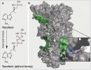 Chemická struktura tenofoviru a jeho aktivní, plně fosforylované  formy (a). Tenofovir se podává pacientům jako neaktivní derivát (prodrug),  je aktivován až po průchodu buněčnou membránou. Zároveň je enzymy –  kinázami rychle fosforylován  za vzniku trifosfátu, který se zabudovává do nově rostoucí molekuly DNA.  Protože ale nemá hydroxylovou skupinu na 3′ konci řetězce, další růst DNA  se zastaví. Struktura komplexu  plně fosforylovaného tenofoviru (b)  s reverzní transkriptázou HIV-1  a DNA získaná rentgenovou difrakcí  (http://www.rcsb.org/structure/1T05)