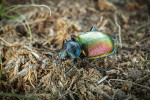 Teplomilné doubravy v Milovickém lese jsou domovem krajníka pižmového (Calosoma sycophanta). Dospělec je  víceletý, zatímco larva dokončí vývoj během několika týdnů. V případě gradace housenek bekyně velkohlavé (Lymantria dispar), které tvoří jeho hlavní potravu, gradují i početní stavy krajníka. Foto P. Šípek