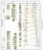 Korelace pilířových evropských  sprašových sérií s klimatostratigrafickou škálou čtvrtohor. A – standardní  stratigrafické členění kvartéru, B – stratigrafické schéma středoevropských  a čínských sprašových sérií, s hvězdičkou horizonty s biostratigraficky významnými nálezy fauny (upraveno podle  I. Horáček a V. Ložek 1988), C – křivka magnetické susceptibility sprašové série Luochuan a její korelace s izotopickou škálou hlubokomořských sedimentů (upraveno podle D. Heslop a kol. 2011), D – křivka změn poměru izotopů 16O a 18O z hluboko­mořských sedimentů  s vyznačenými marinními izotopickými stupni (MIS) – dnes standardní  referenční systém globální klimatostratigrafie čtvrtohor. Lichými čísly jsou  značena teplá období (interglaciály a interstadiály), sudými chladná období (glaciály a stadiály).