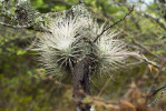 Některé druhy rodu Tillandsia jsou nápadně pokryté stříbřitými  odumřelými trichomy, kterými přijímají vodu z rosy. Mohou proto růst na velmi suchých místech spolu s kaktusy  a nízkými suchomilnými dřevinami. Ekvádor, San Felipe de Oña. Foto J. Ponert